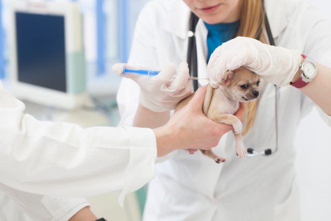 犬ワクチン