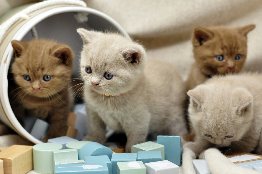 4匹のブリティッシュショートヘアの子猫たち