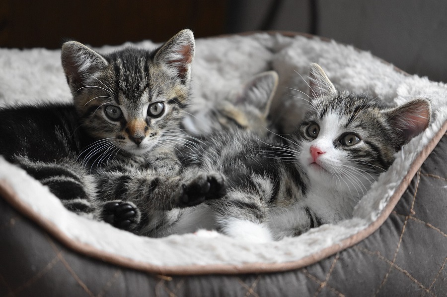 コロナ禍で新規飼育頭数が増加した猫